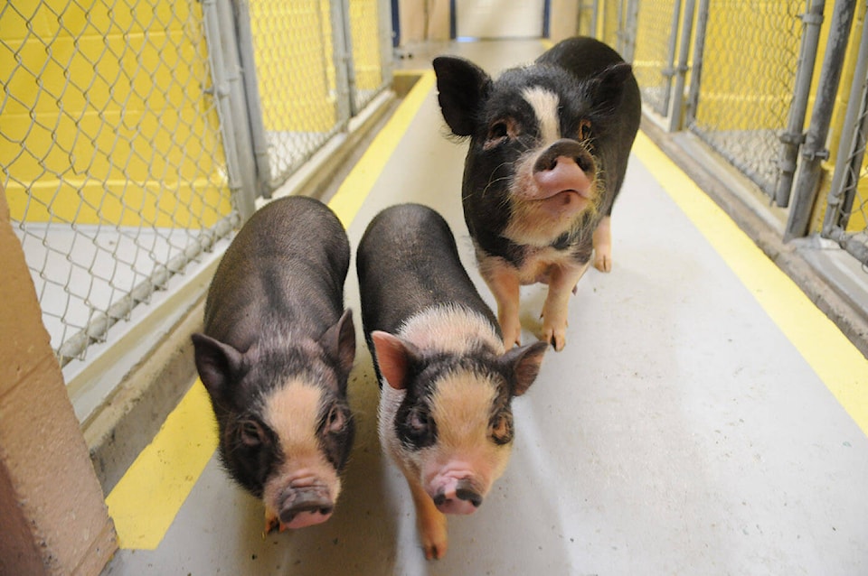 27635423_web1_211223-CPL-FureverHome-Pigs_2