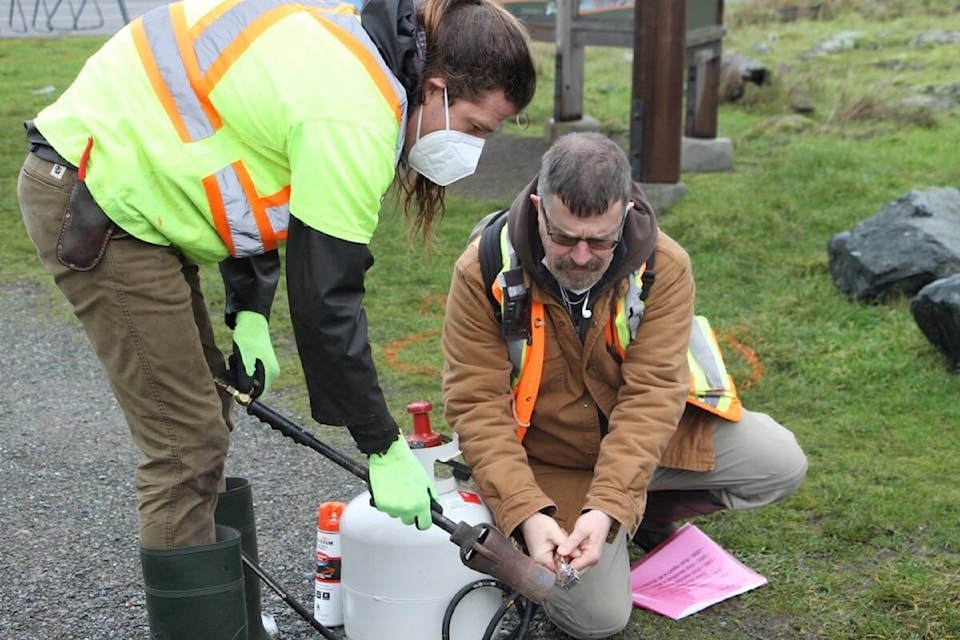 Torches are effective for removing carpet burweed because the invasive plant has shallow roots and the flame also burns viable seeds. (Christine van Reeuwyk/News Staff)