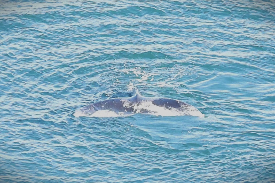 28332908_web1_220302-SNE-LandBasedWhaleWatchingSUB_1