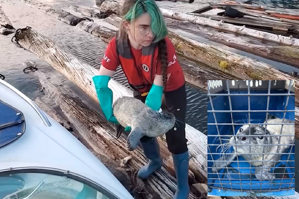 A Vancouver Aquarium staff member gently moves harbour seal pup ‘Cupcake’ (inset) from a log floe to the safety of a kennel for transport to Vancouver. Harrison residents worked together to rescue the pup, who was discovered floating on a log, crying beside its dead mother. (Photos/Brooke Kirkham and Deanna Boudreau)