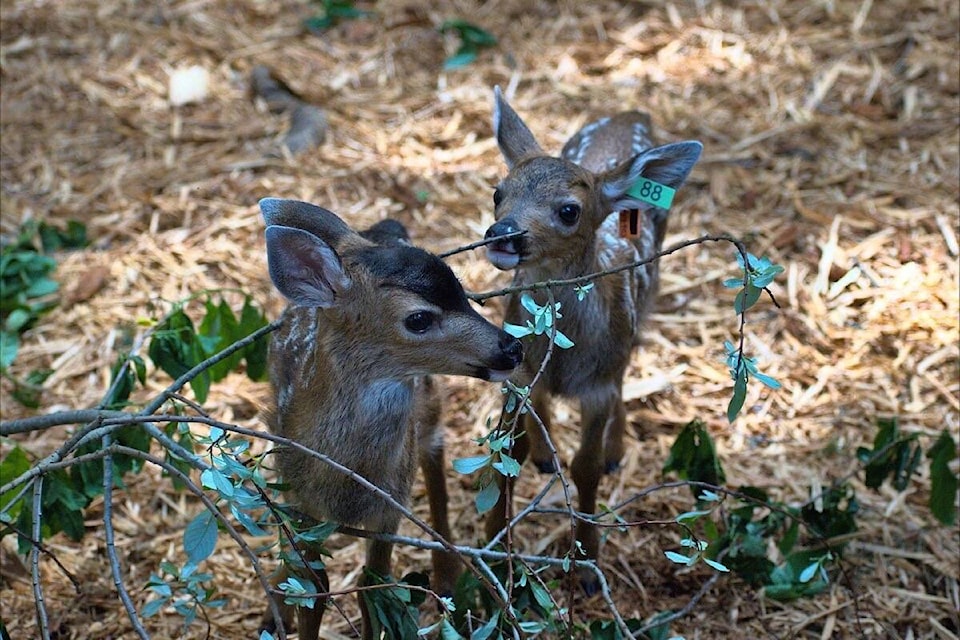 A Metchosin-based animal rehabilitation centre released nine deer fawns into the wild the last week of summer. (BC SPCA Wild ARC/Facebook)