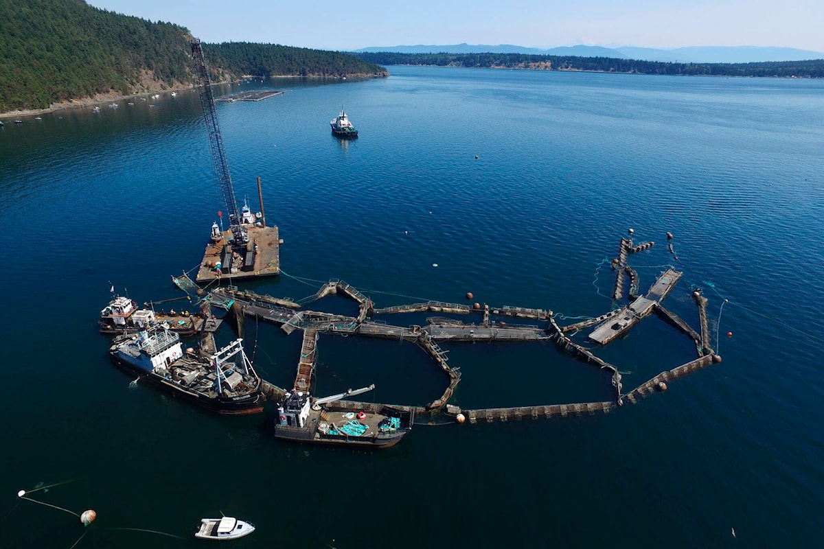 Washington bans fish-farming net pens, citing salmon threat - Saanich News
