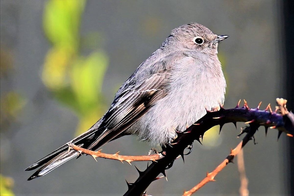 Oak Bay birders counted 90 species – a new record high in the more than 50-year history of the count – on Dec. 17 including a townsend’s solitaire (Photo by Geoffrey Newell)