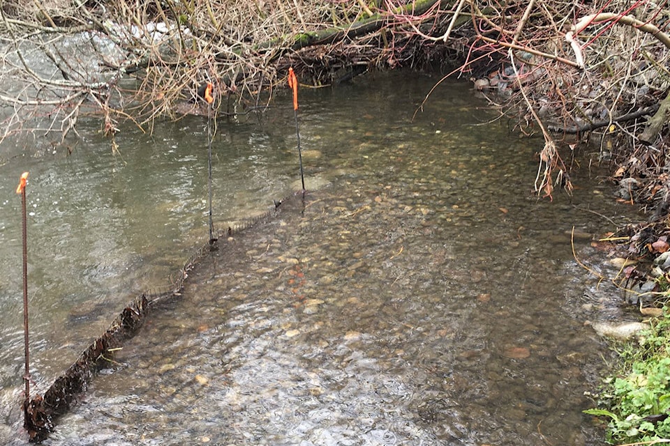 Volunteers clear smothering debris from Oak Bay creek to ready for 30K salmon  eggs - Saanich News