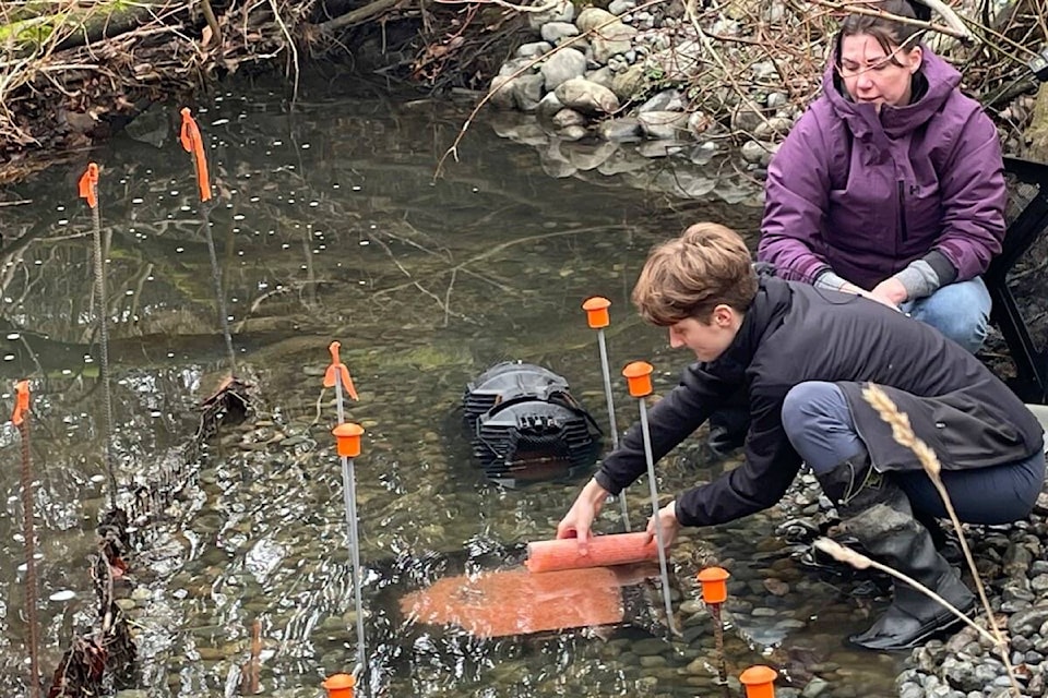 Volunteers put 36,000 chum salmon eggs into Bowker Creek on Feb. 5 in a bid to restore salmon stocks. (Photo by Brandon Williamson)