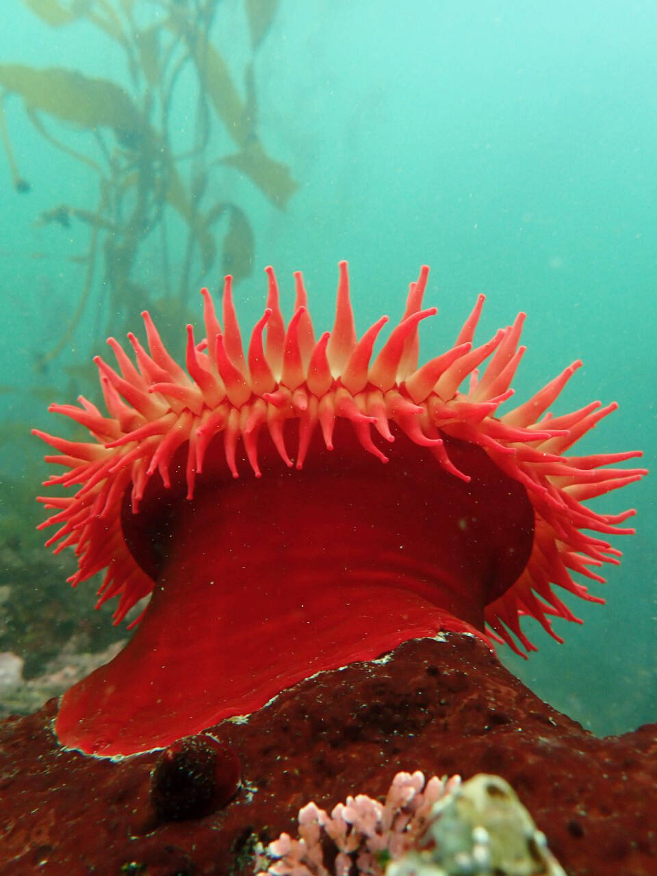 Rose anemones are just one of many species of marine life you can see in the waters around Greater Victoria. (Courtesy Sara Ellison)