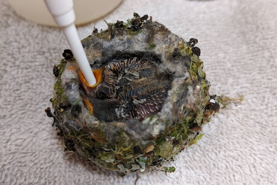 Anna’s hummingbird babies need near constant feeding by syringe. (Courtesy BC SPCA)