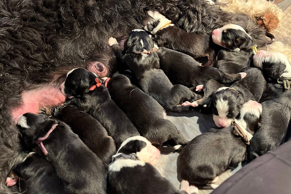 Sweet 16 B.C. dog gives birth to huge litter of puppies Saanich