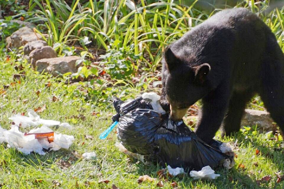 240815-saa-rcmp-bears