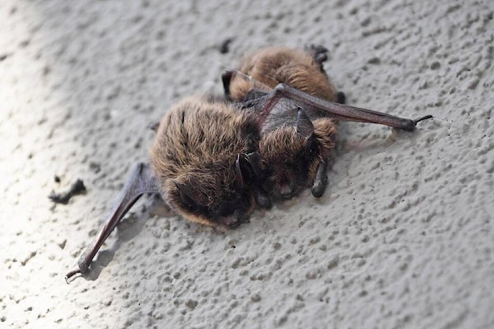 240822-saa-bats