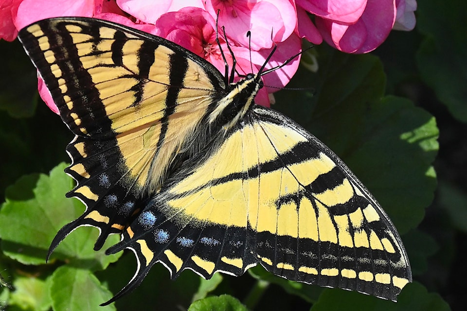 240829-saa-swallowtail-john-woods