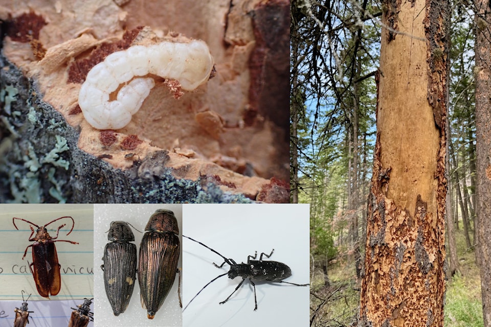 Clockwise from top left: Woodborer beetle larva; a Douglas-fir trees that has succumbed to beetles and feasting woodpeckers; a type of Longhorn beetle; Buprestidae (flat-headed, or short-horned) beetles; and another Longhorn (Cerambycidae) beetle. 