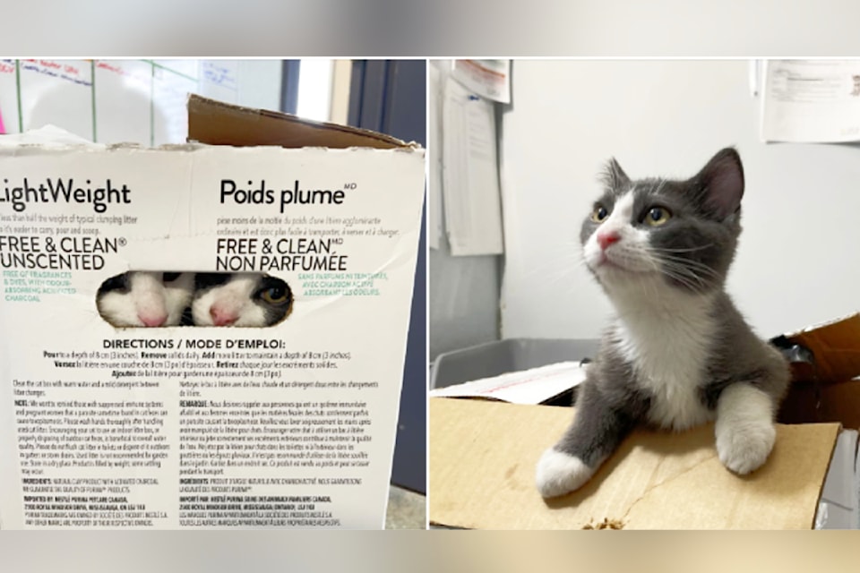 241219-saa-box-kittens