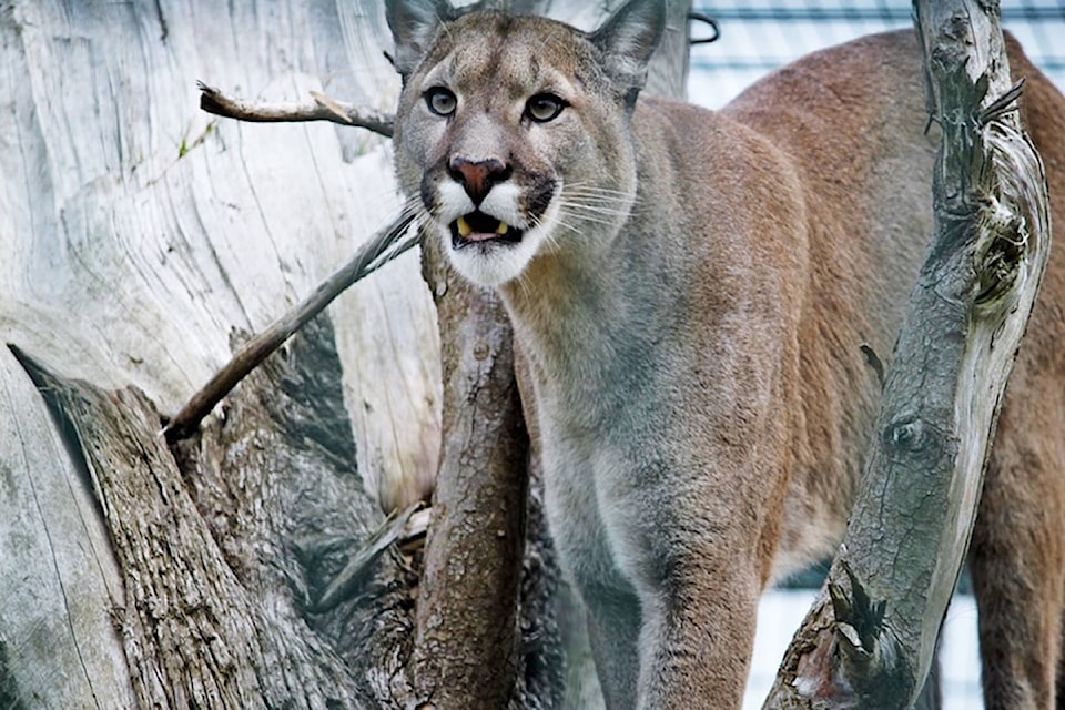 240613-saa-sic-cougar-sighting