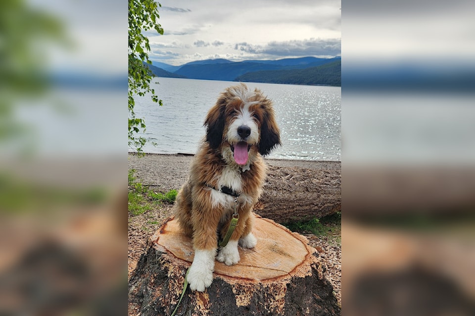 Stella, an 11-month-old Bernedoodle from Tappen, was selected to be Ms. September for Pet Valu's 2025 Companions for Change calendar that supports pet charities. 