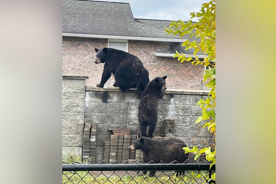 241128-rtr-bears