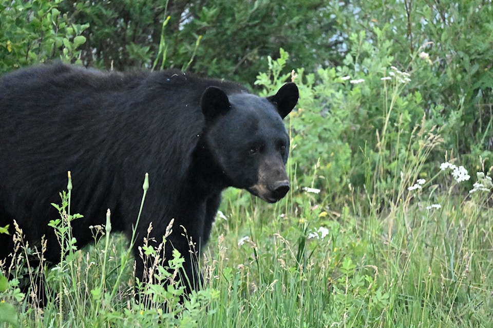 241128-saa-c-john-woods-black-bear-hibernation-nature-watch