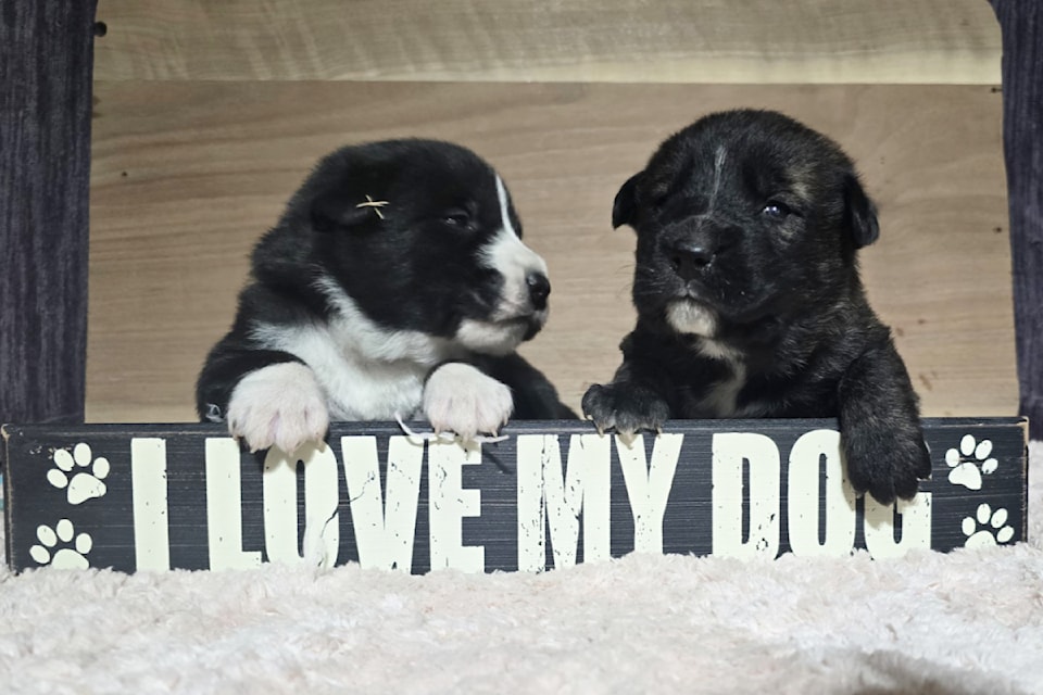 241128-saa-riverhouse-dog-rescue