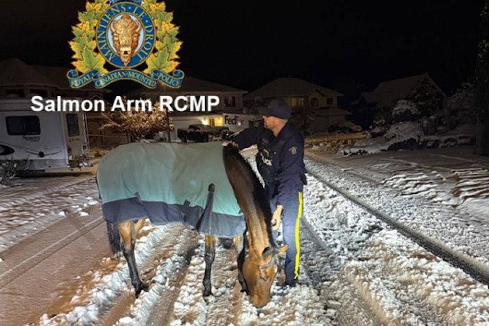 241205-saa-rcmp-horse