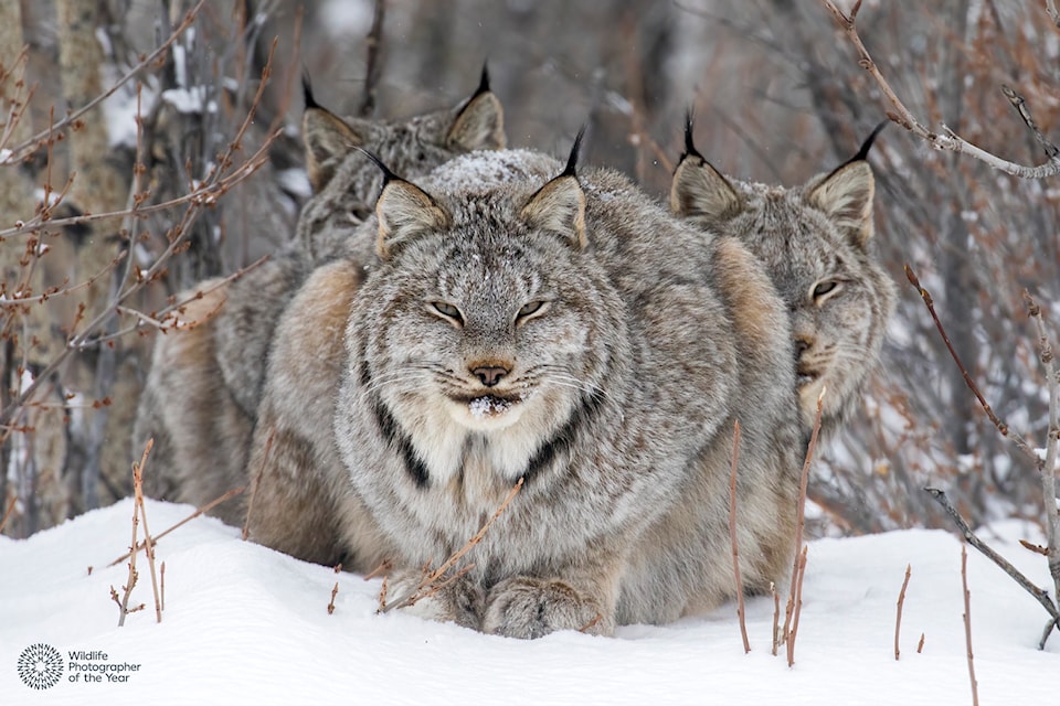 Salmon Arm photographer John E. Marriott's image of lynx titled On Watch won him the award for Wildlife Photographer of the Year in the Animal Portraits category in the prestigious Natural History Museum’s 60th year of competition.