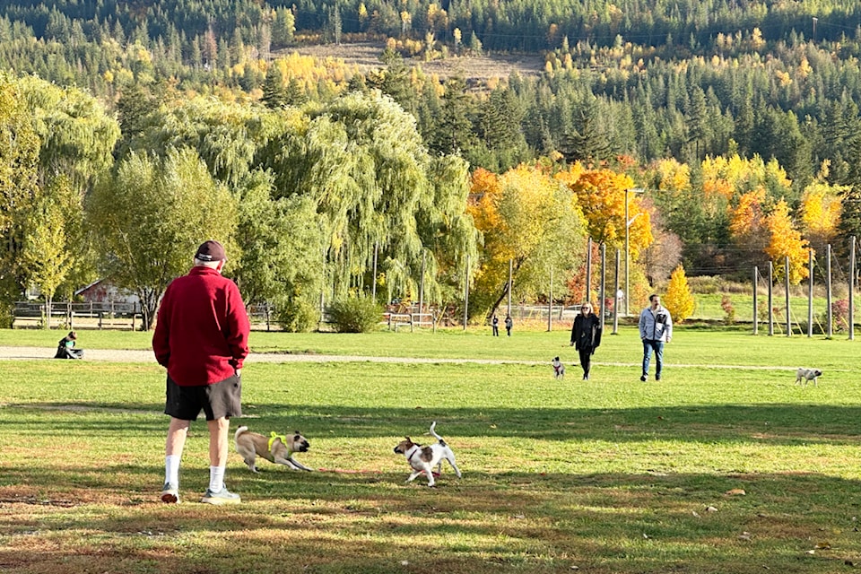 241024-saa-fairgrounds-dogs