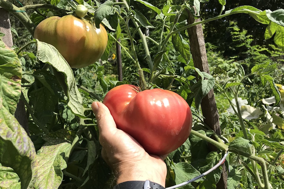 Our favourite tomato for canning and sauces is the oxheart, a heirloom variety from Europe.
