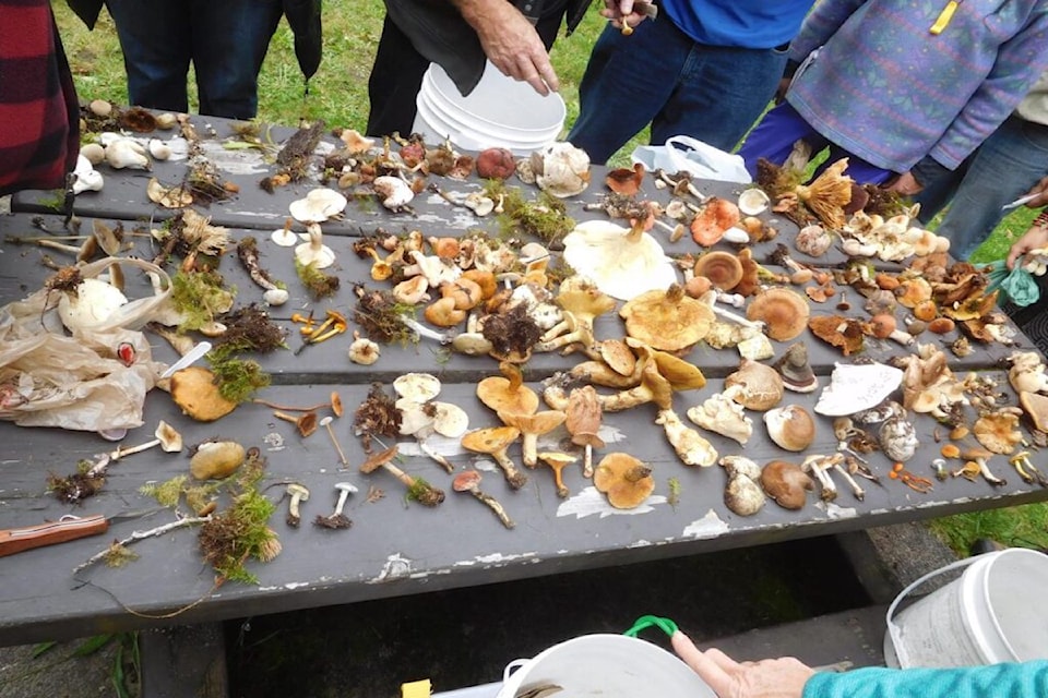 240919-saa-sic-fungi-fest