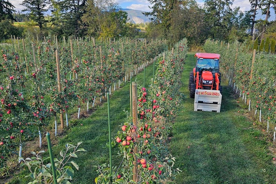 Honeycrisp apples are harvested at the Ruth family orchard. 