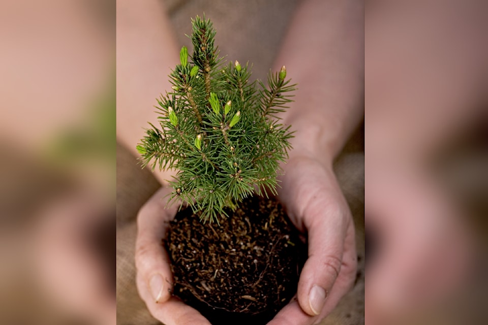 250410-saa-trees-for-hope