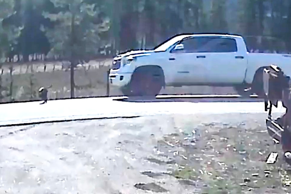 250411-saa-durack-dog-hit-and-run-photo