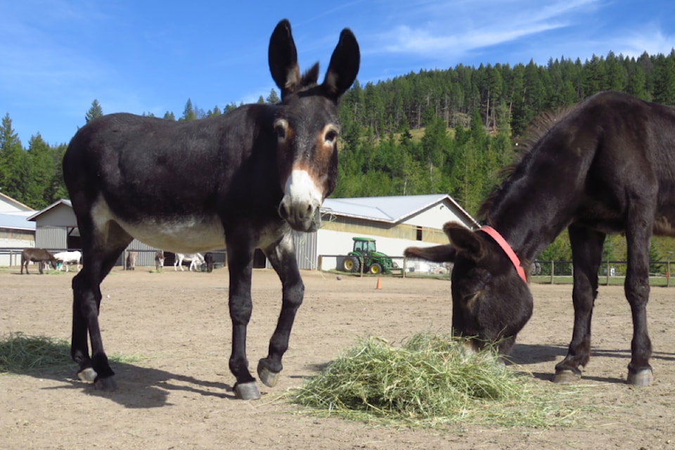 250814-saa-donkey-hay-day