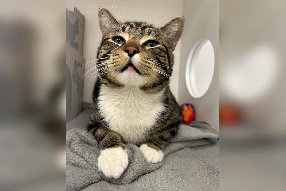 Kirby the cat is one of almost 300 animals at the BC SPCSA awaiting adoption into a forever home.
