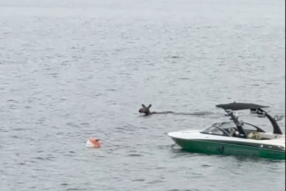 250724-saa-moose-swim