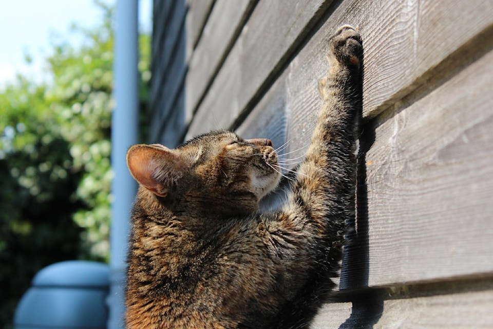 250731-saa-cat-pixabay