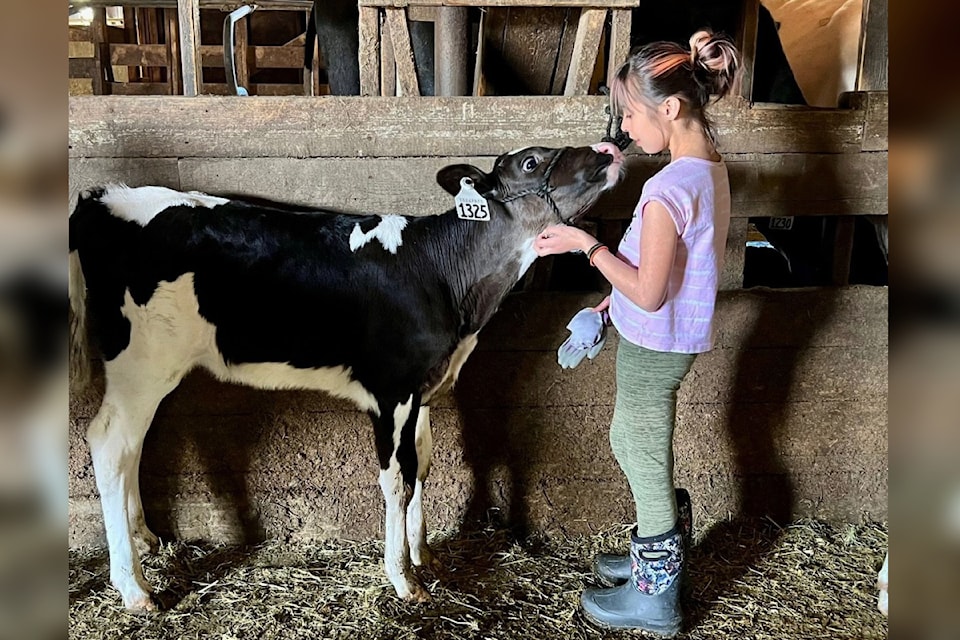 First year Deep Creek dairy club member Karis of Salmon Arm is being recognized by 4-H British Columbia for her incredible work raising and building a relationshiopwith her calf Anemone.