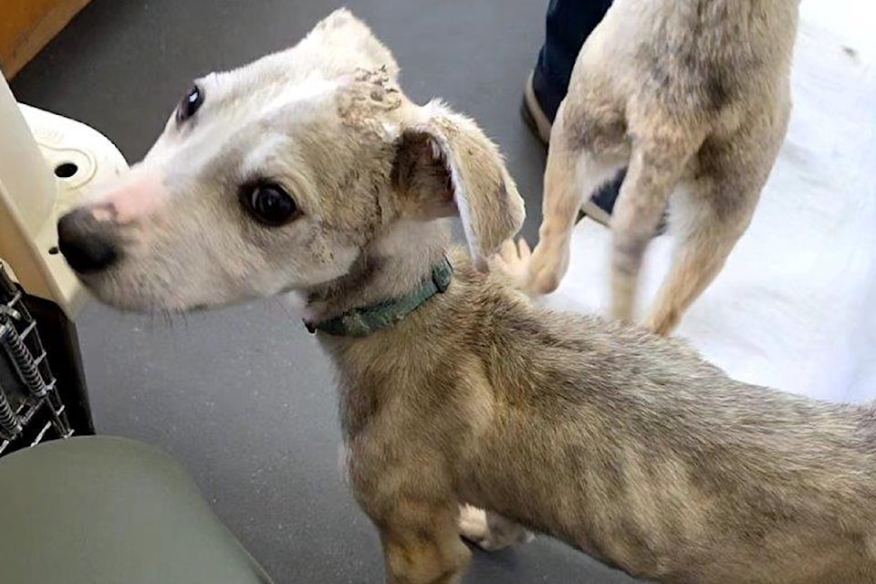 Checkers - thinest, underweight pup. 