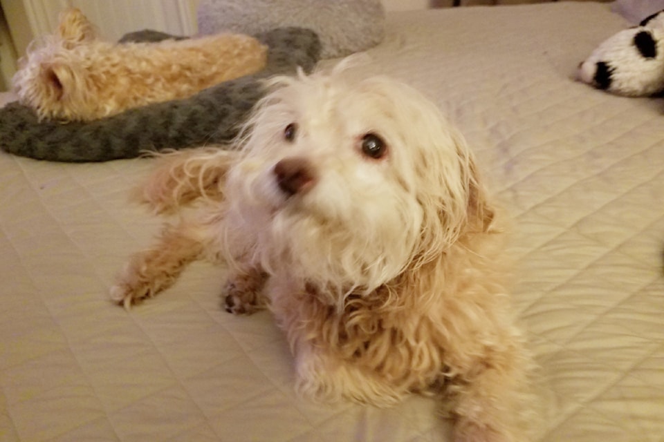 Jack went missing from 3770 50th St. NE around 1:30 p.m. on Feb. 25, 2025. Owners Susan and Barry Newman are offering $1,000 for his safe return. 