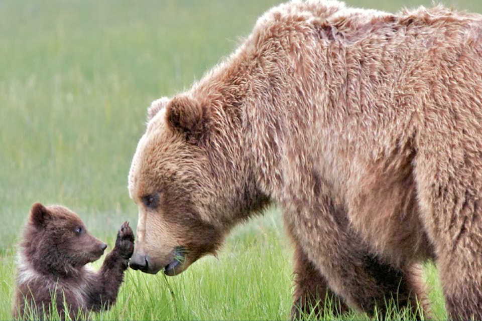 250510-saa-sic-grizzly-mom
