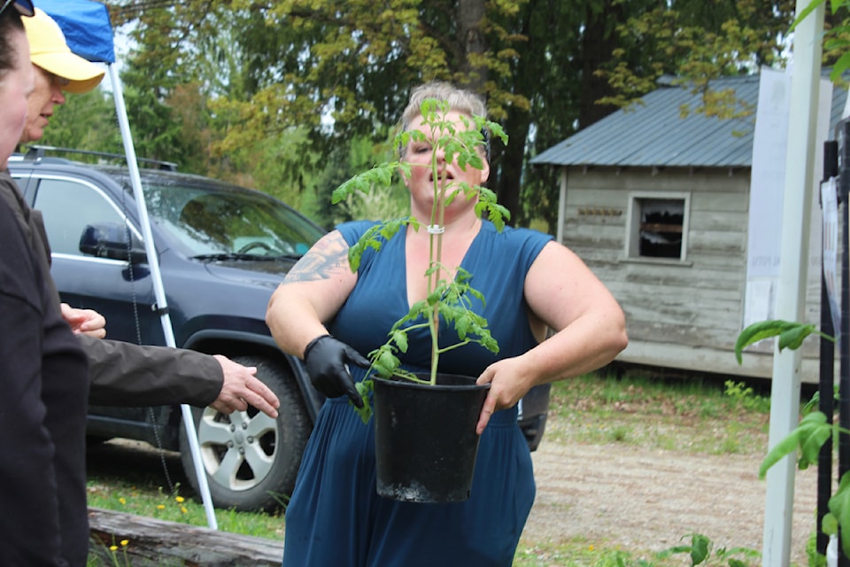 Stefaney Pacey of Kindred Grove Farms hoists a pepper plant for a customer at the 3rd annual Sicamous Spring Garden Festival on Saturday, May 3. 