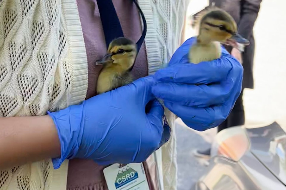 Ducklings were rescued from a  grate at the Columbia Shuswap Regional District by staff members Wednesday morning, May 21.