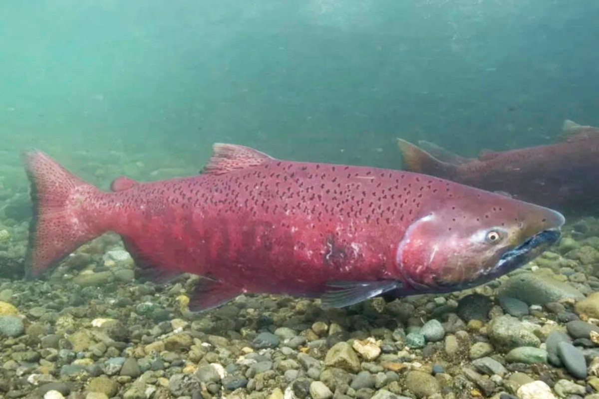 Drought conditions reel in protection orders for Shuswap salmon