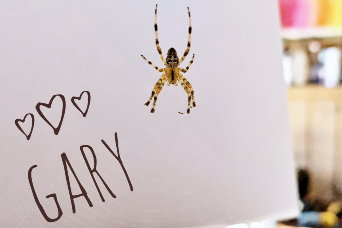 B.C. woman creating unique web of art collaborating with her spider