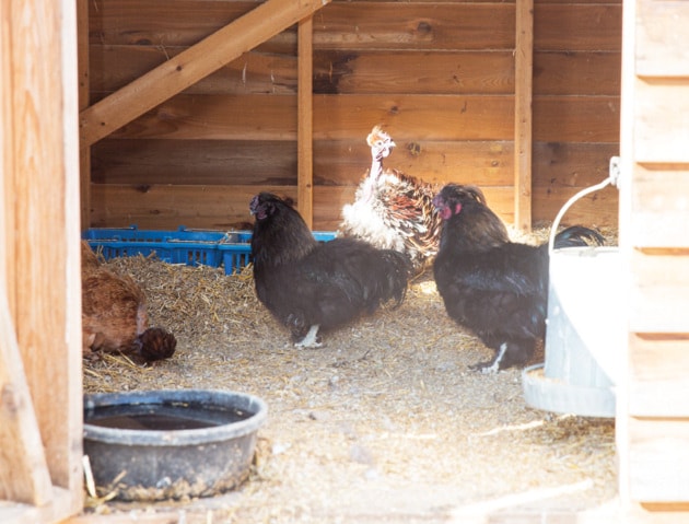 DeMille's Chickens