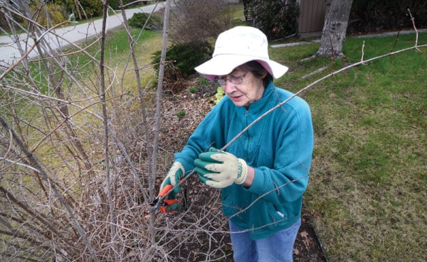 Charlotte Kehler prunes a branch frpm one of the bushes in her yard.