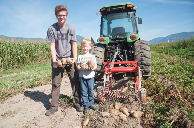 young farmers Henry and Jack Bell a their potato field on August 15.