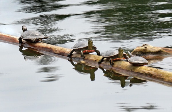 Painted turtles sunning themselves on a log at McGuire Lake.