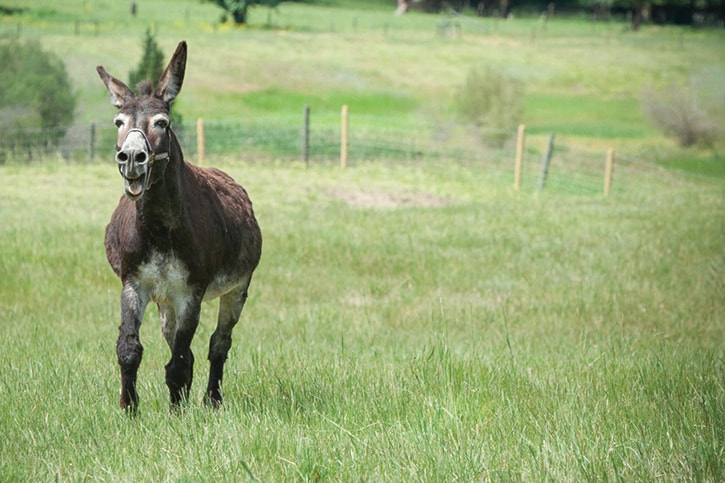 George is a donkey at the Turtle Valley Donkey Refuge.
