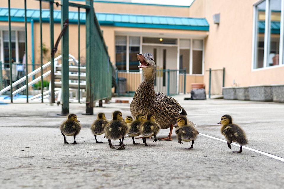 web1_170505-SAA-Shuswap-Lodge-ducks-col