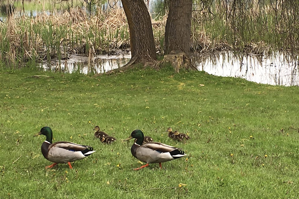 web1_SA-McGuire-Lake-geese