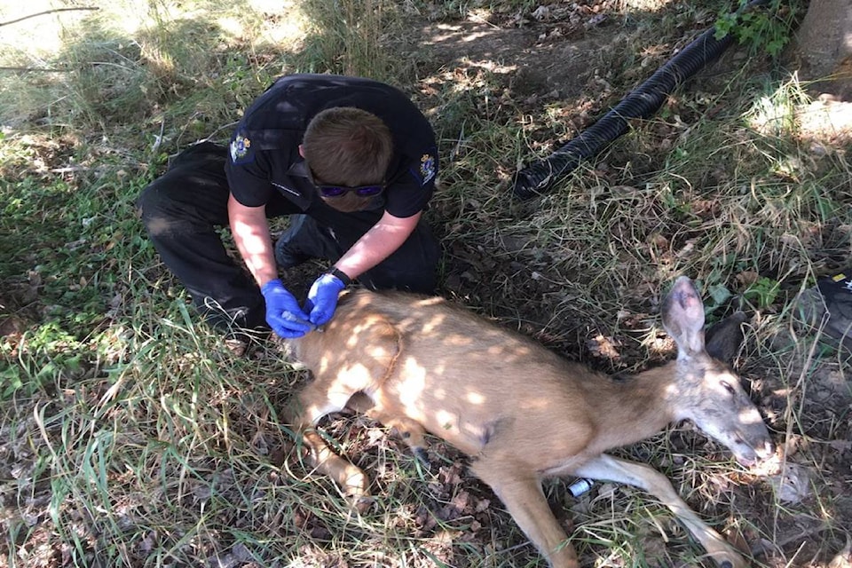 7827322_web1_170724-BPD-deer-distress